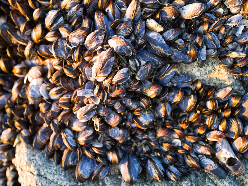 Mussels