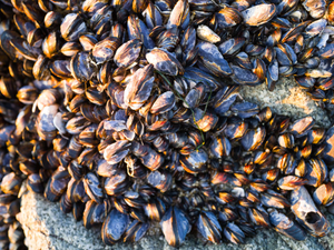 Mussels
