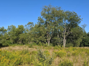 My favorite time of year in New England. The light. The air. The smell of goldenrod stalks and dry grass. Trying like heck not to obsess about the hurricane/pandemic/violence against Black Americans/RNC Fyre Festival hellscape.