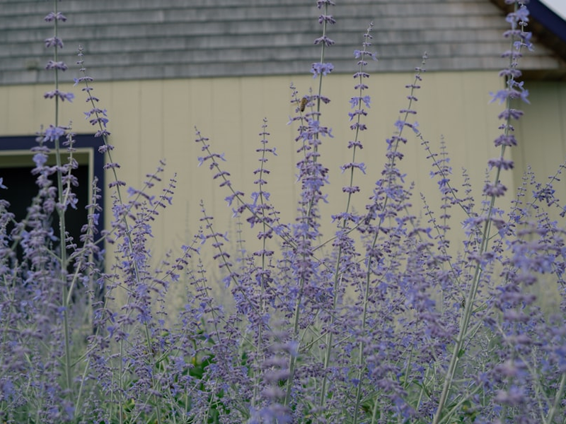 purple flowers in front of a yellow building