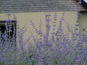 purple flowers in front of a yellow building