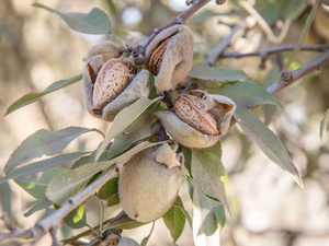 almonds in august before harvest 