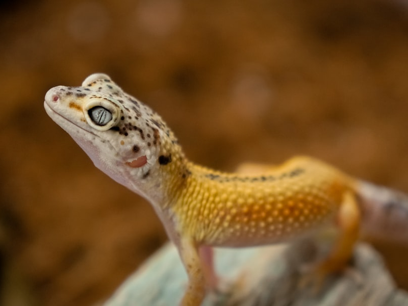 brown and white lizard on brown wood