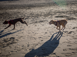 a couple of dogs running across a sandy beach