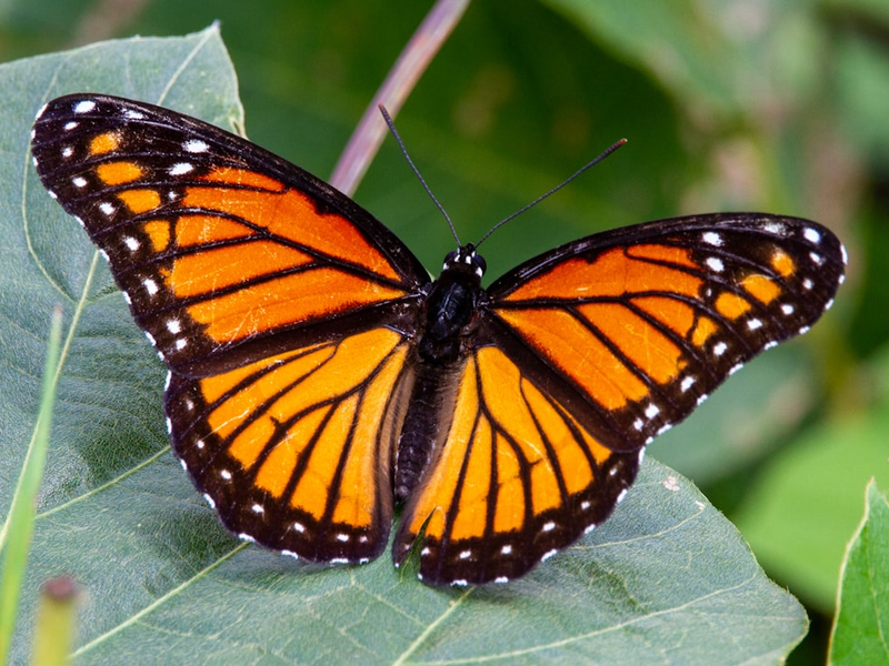 A viceroy butterfly on a leaf.