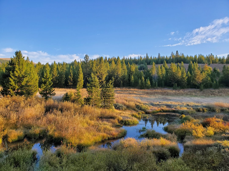 photo of green pine trees scenery