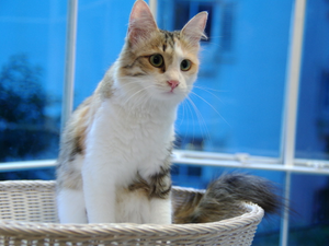 Cat cafe in Seoul