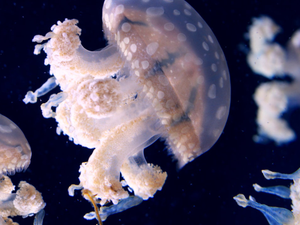 Baltimore Aquarium
