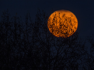 Shy Moon