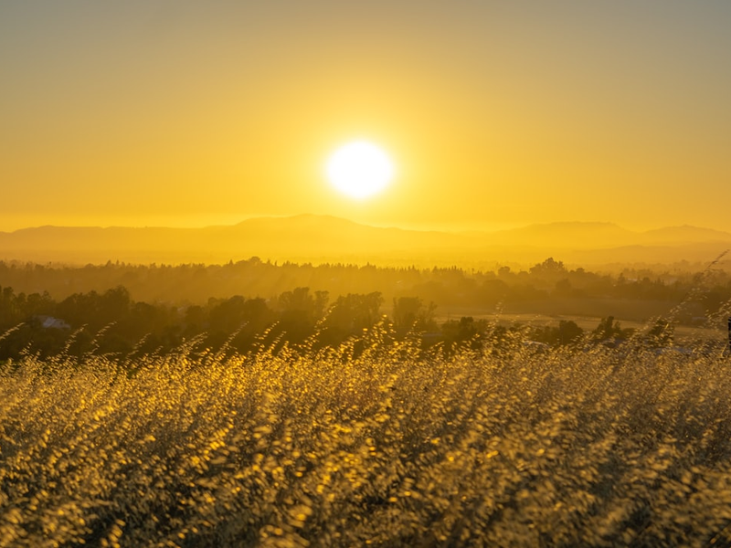 the sun is setting over a field of tall grass
