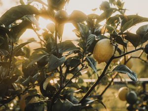 Lemon tree in Napa