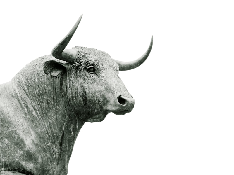 bull grayscale photo