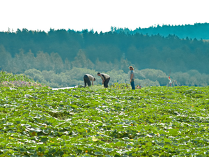 2 people walking on green grass field during daytime
