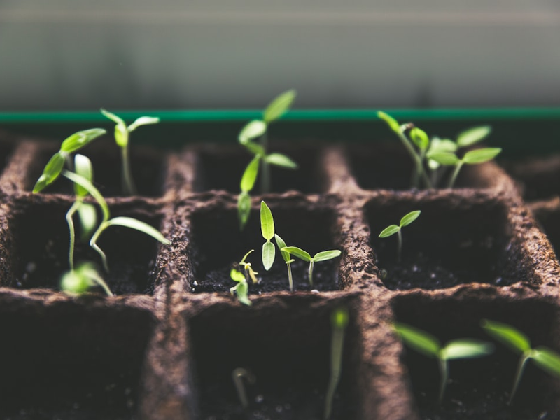 selective focus photo of plant spouts