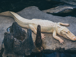 Claude the albino alligator