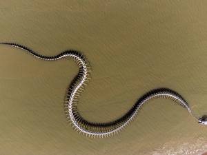 a snake on the sand