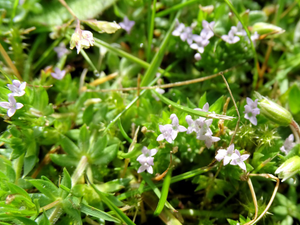 No Mow May