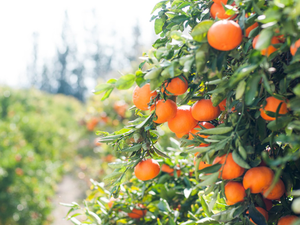 In winter, many delicious fruits ripen in Cyprus.