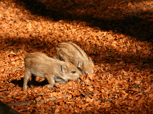 Wild pigs