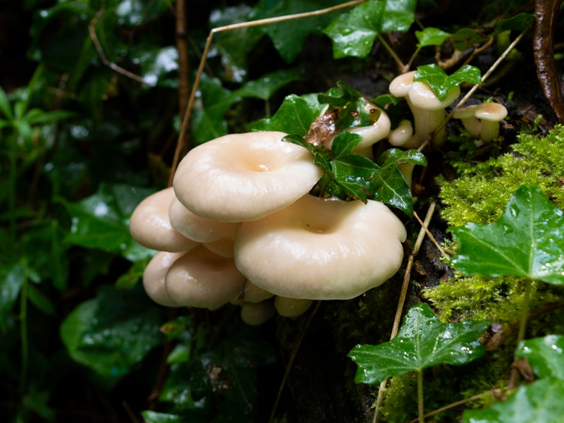 Oyster mushrooms in forest