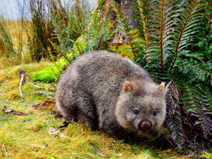 grey rodent on green grass