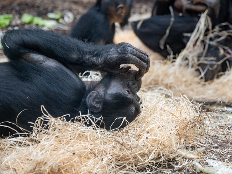 Chimpanzee being cute