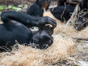 Chimpanzee being cute
