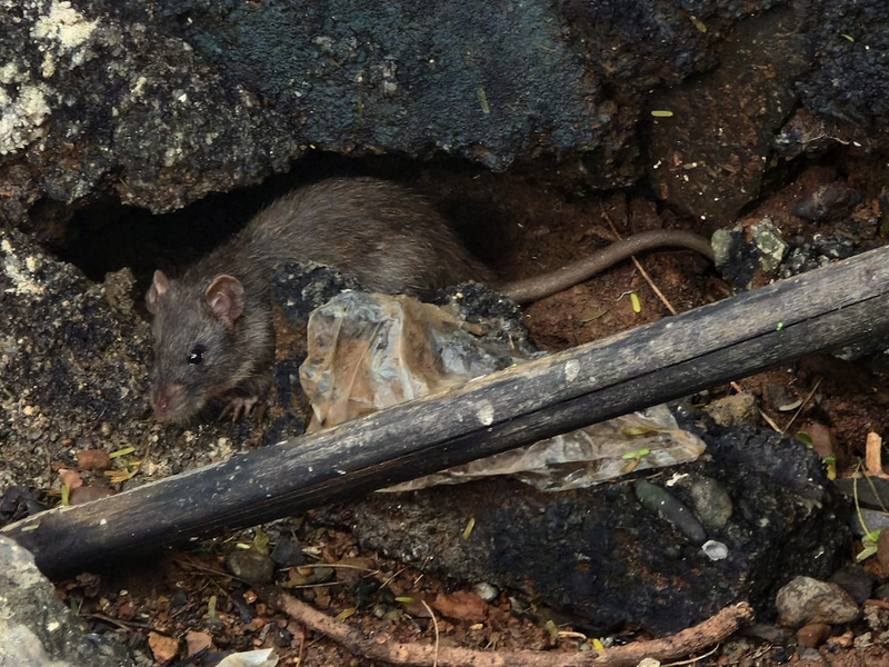 A rat peeks out from its hiding place.