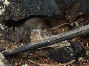 A rat peeks out from its hiding place.
