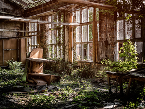 Overgrown room with windows