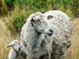 new born lamb and mother
