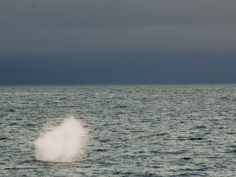 Humpback Whale Explosion