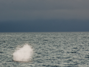 Humpback Whale Explosion