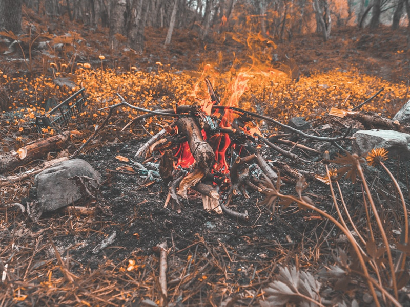 bonfire surrounded by trees