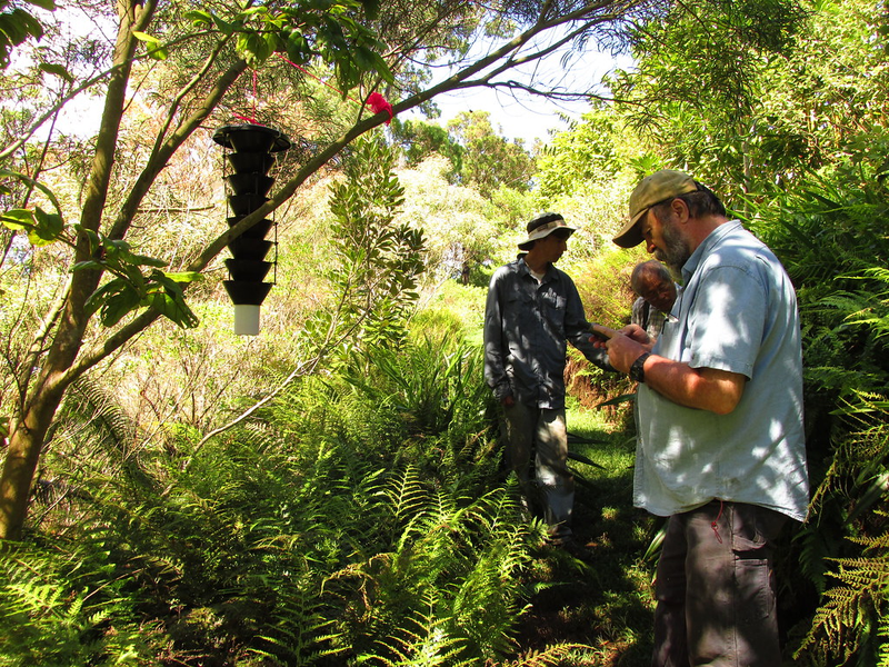 Beetle Monitoring (Lindgren Funnel Trap)