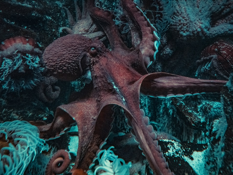 Octopus