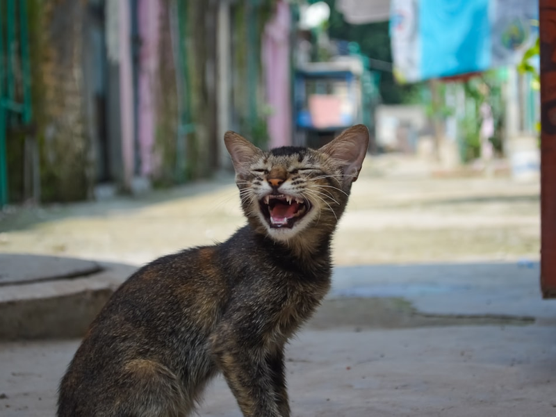 short-furred gray and brown cat