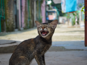 short-furred gray and brown cat