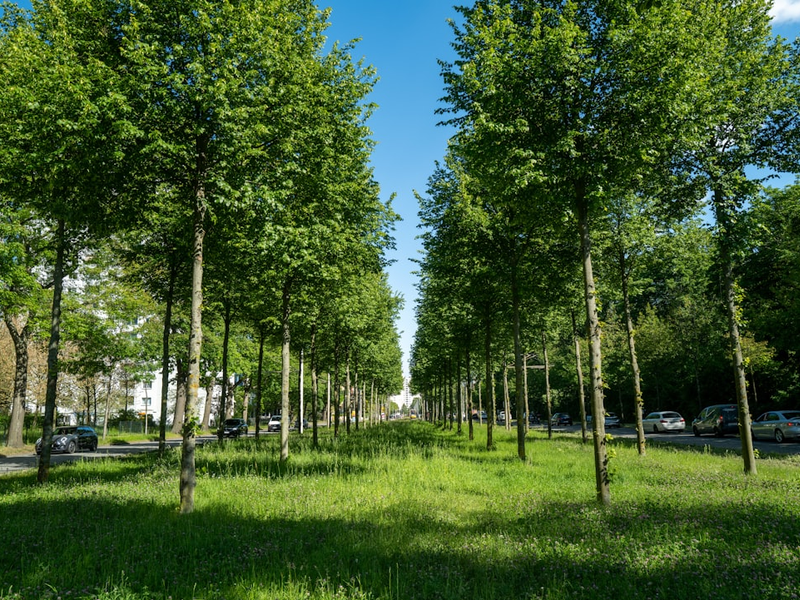 a row of trees in the middle of a park
