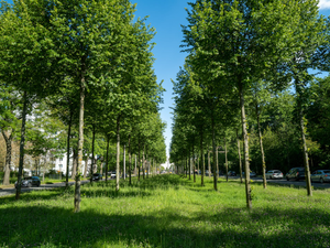a row of trees in the middle of a park