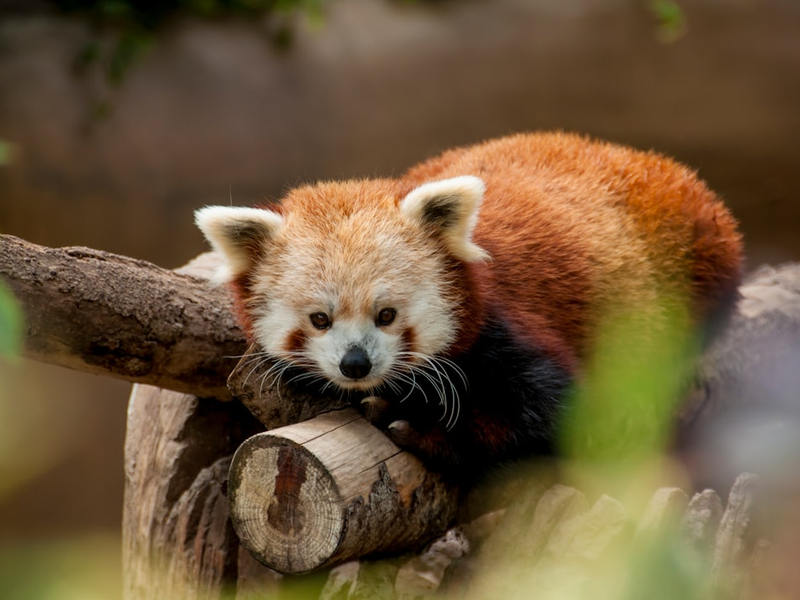 Cozy red panda