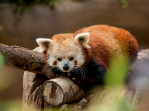 Cozy red panda