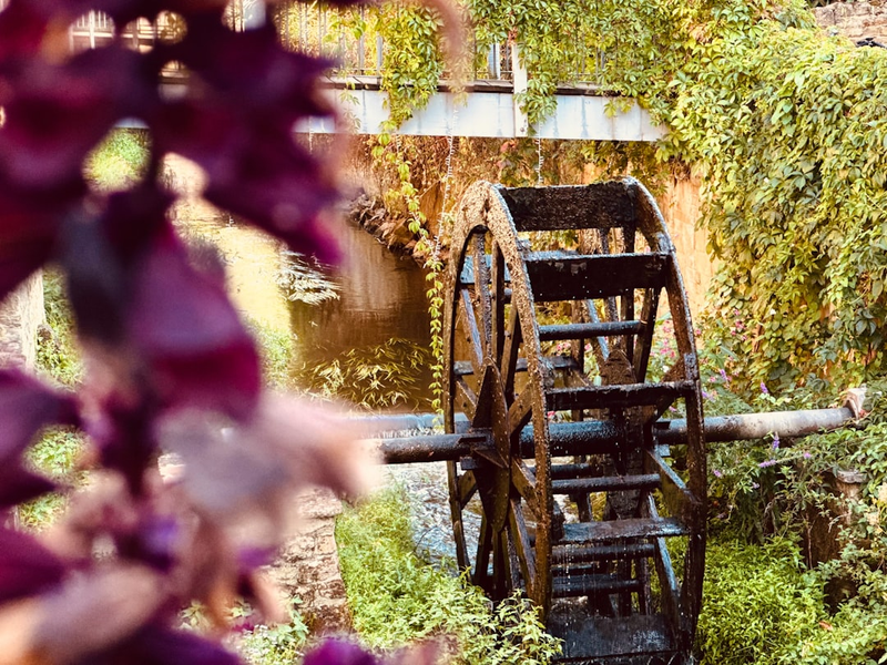 An old wooden water wheel in a lush garden.