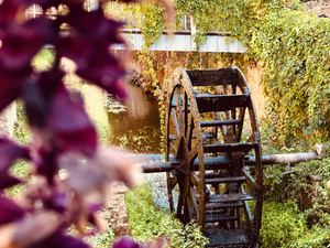 An old wooden water wheel in a lush garden.