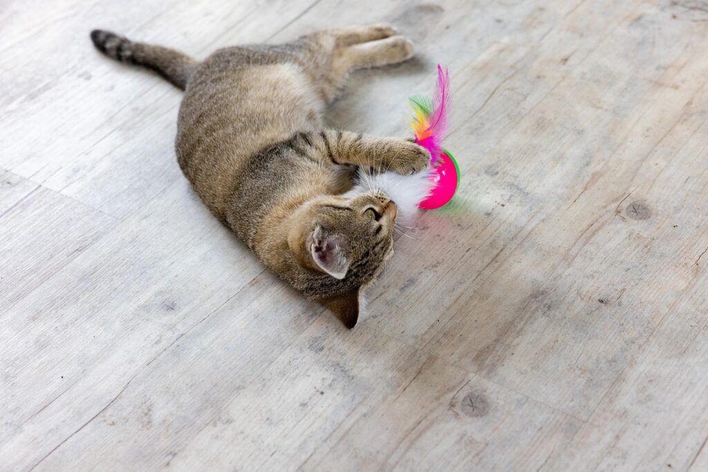 Brinquedos interativos para gatos que ficam sozinhos