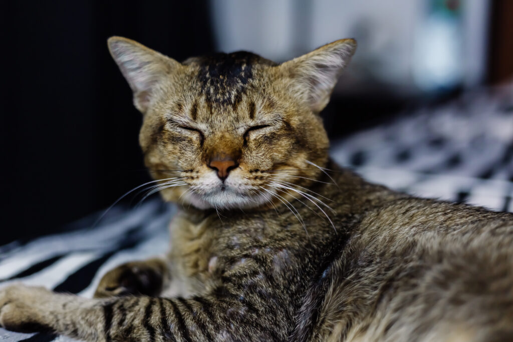 Cuidados para Gatos Idosos: Nutrição, Conforto e Saúde