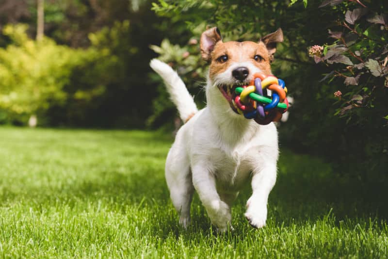 Brinquedos para Filhotes de Cachorro: Como Escolher os Mais Seguros