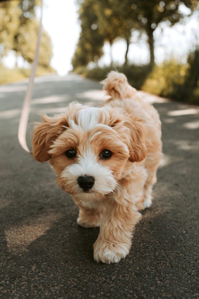 Caspa em cachorro: o que pode ser, causas mais comuns e quando se preocupar