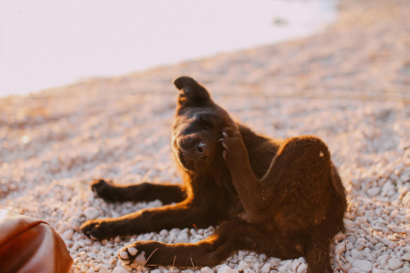 Como Tratar a Coceira na Pele do Seu Cachorro: Causas, Sintomas e Cuidados