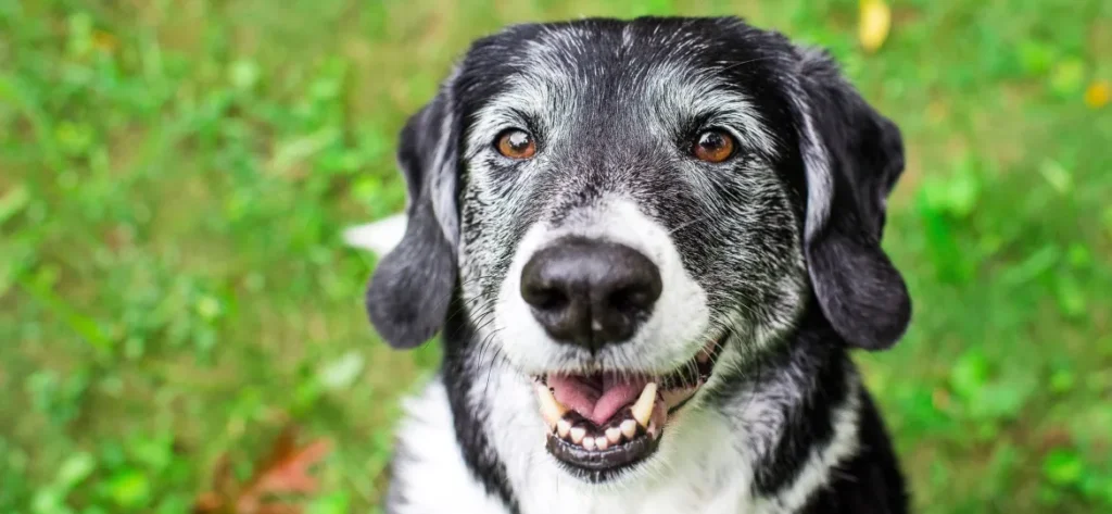 Cuidados com cães idosos: amor, adaptação e bem-estar na melhor idade